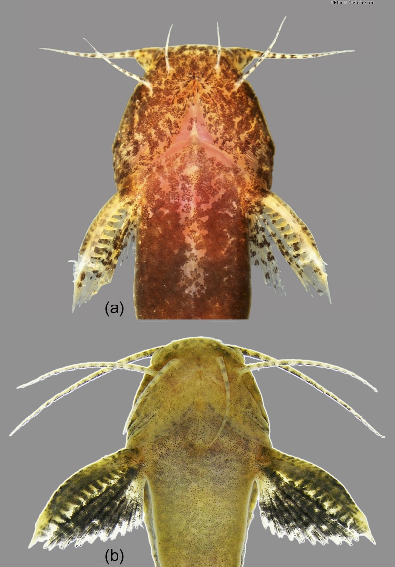 Microglanis lucenai
