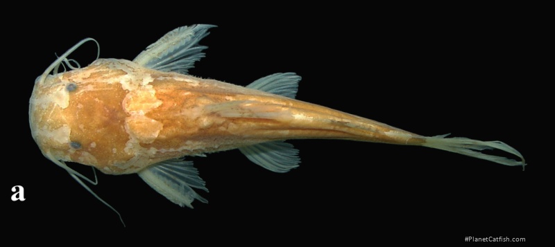 Microglanis lundbergi