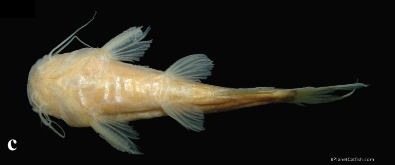 Microglanis lundbergi