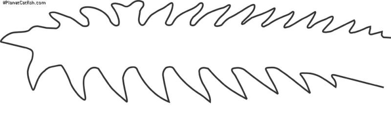 Microglanis lundbergi