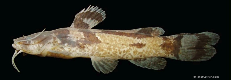 Microglanis maculatus