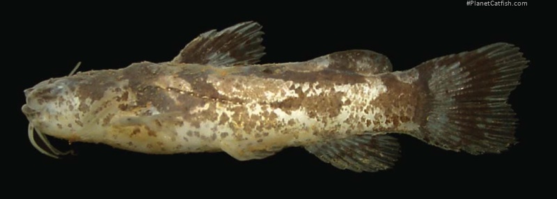 Microglanis maculatus