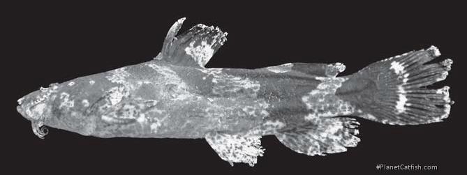 Microglanis malabarbai