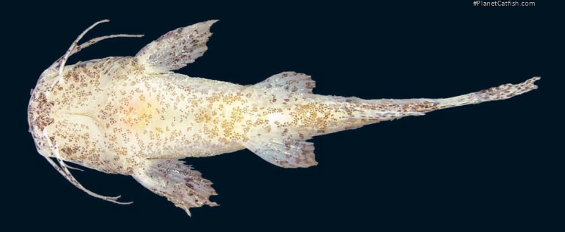 Microglanis minutus
