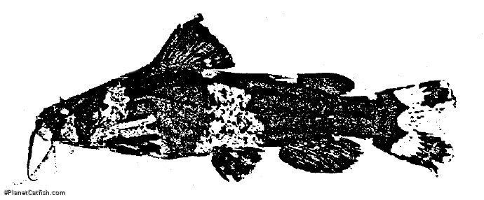 Microglanis nigripinnis