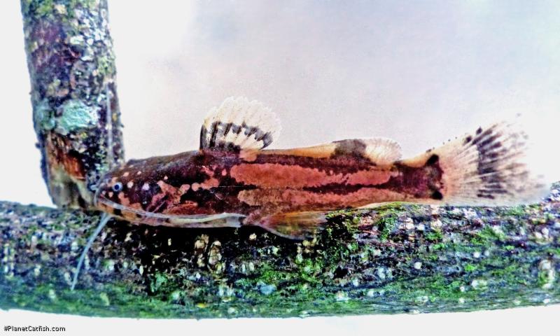 Microglanis nigrolineatus