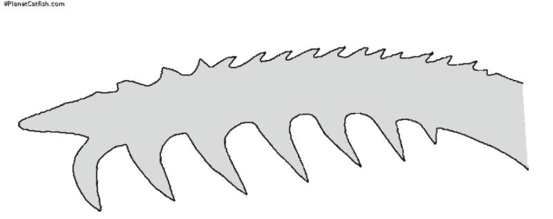 Microglanis nigrolineatus
