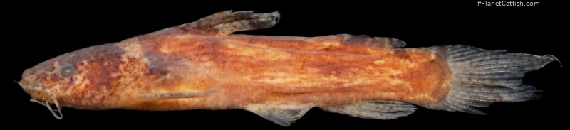 Microglanis oliveirai