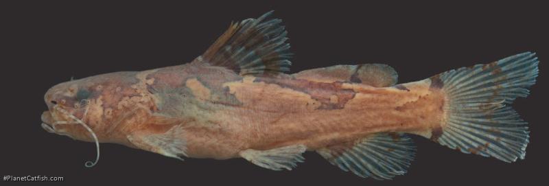 Microglanis parahybae