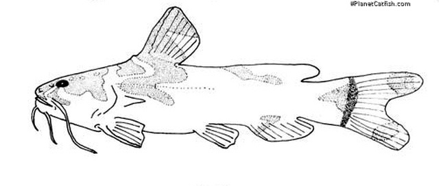 Microglanis parahybae