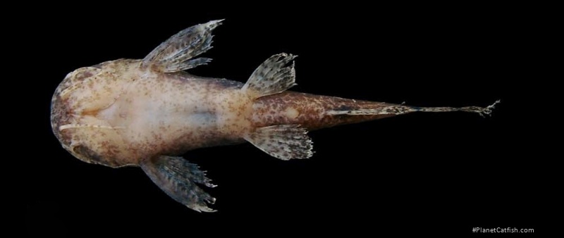 Microglanis pataxo