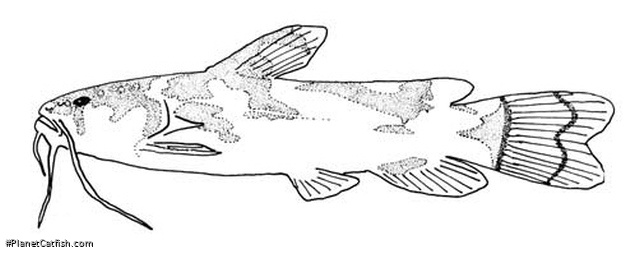 Microglanis pataxo