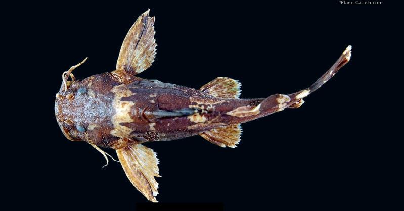 Microglanis pleriqueater