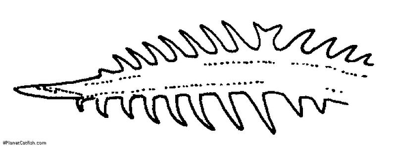 Microglanis poecilus
