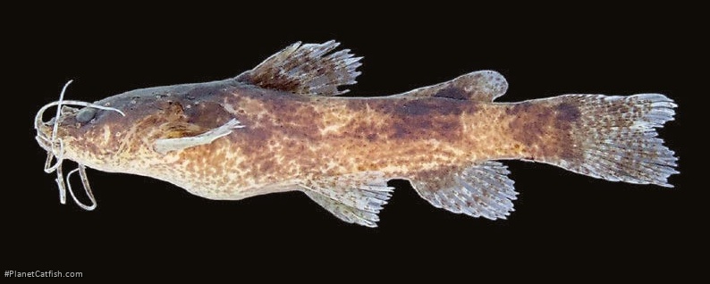 Microglanis reikoae