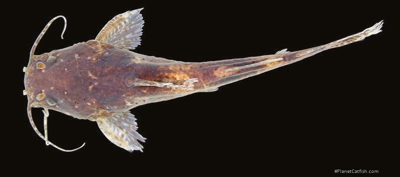 Microglanis reikoae