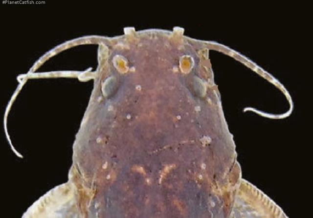Microglanis reikoae