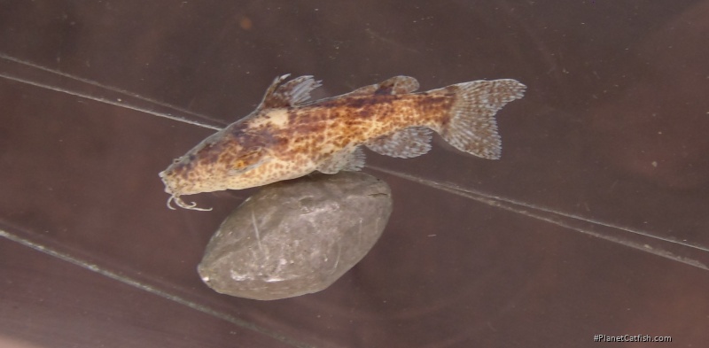 Microglanis reikoae
