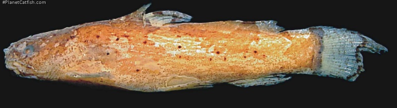 Microglanis robustus