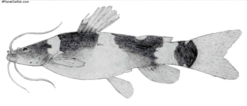 Microglanis secundus