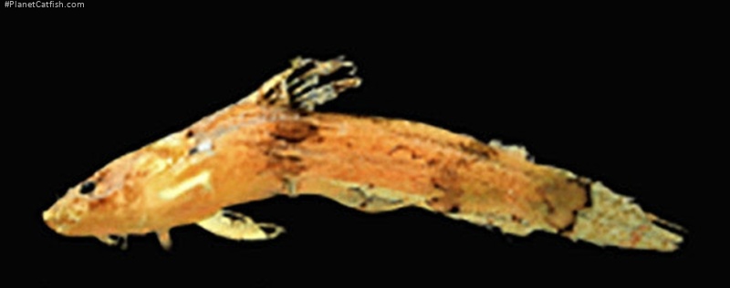 Microglanis sp. `RIO MADEIRA`