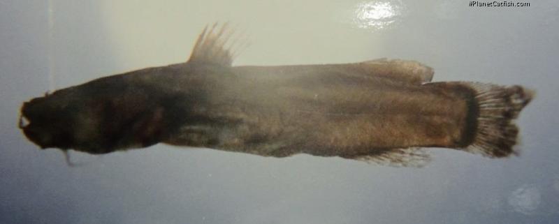 Microglanis sp. `RIO UCAYALI`