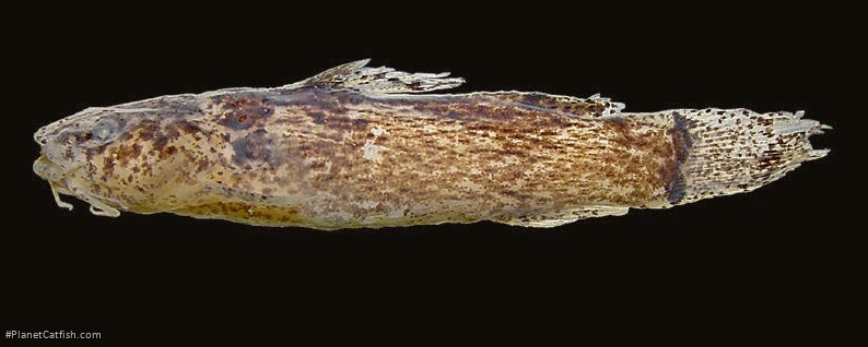 Microglanis sparsus