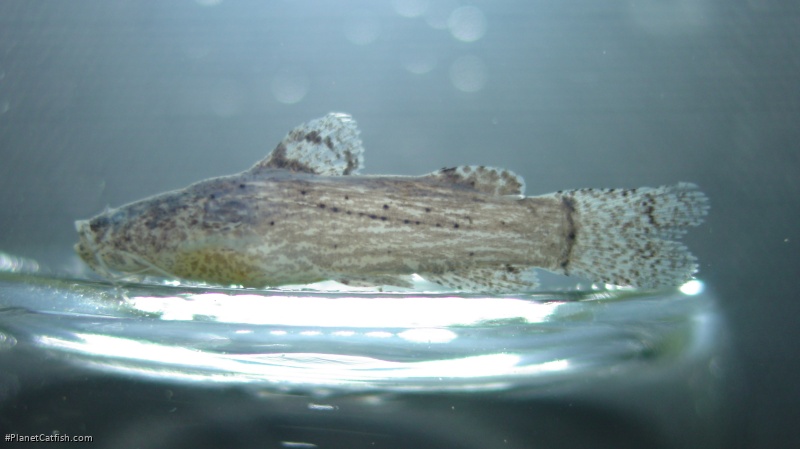 Microglanis sparsus
