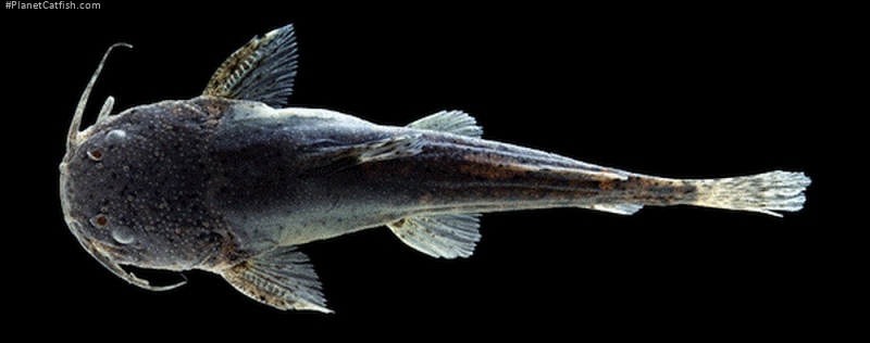 Microglanis variegatus