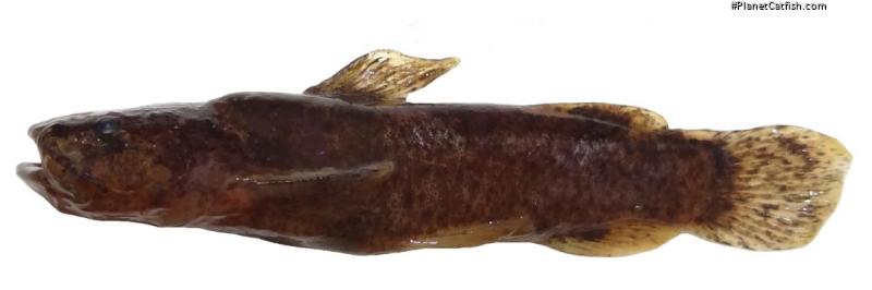 Microglanis variegatus