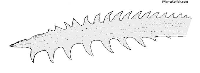 Microglanis xerente