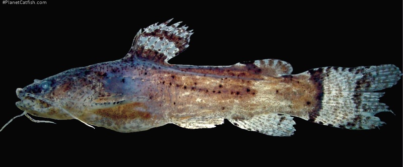 Microglanis xylographicus