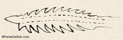 Microglanis zonatus