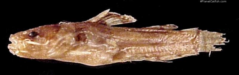 Microglanis zonatus