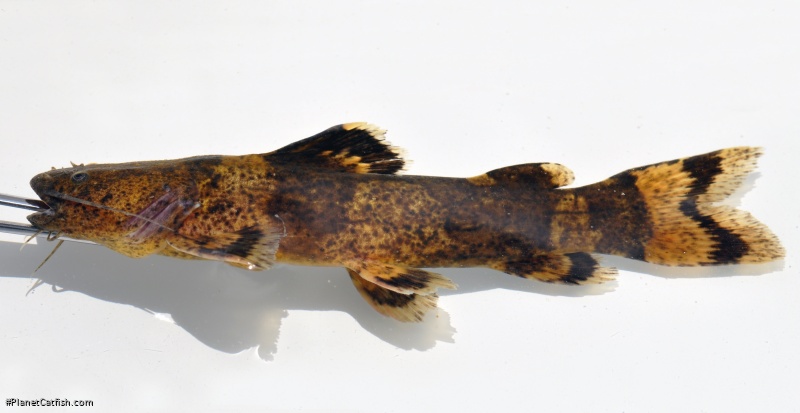 Pseudopimelodus aff. bufonius `rio xingu`