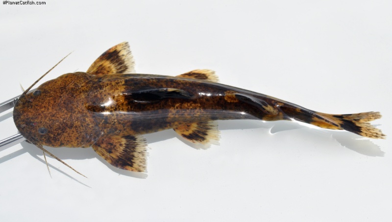 Pseudopimelodus aff. bufonius `rio xingu`