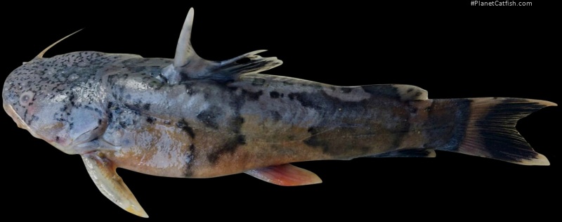 Pseudopimelodus atricaudus