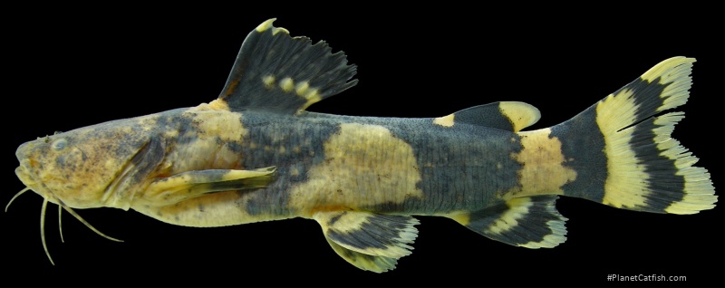 Pseudopimelodus bufonius