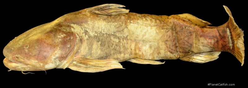 Pseudopimelodus magnus
