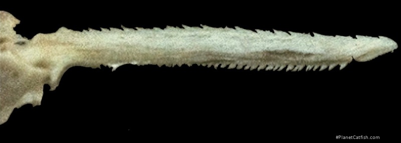 Pseudopimelodus magnus