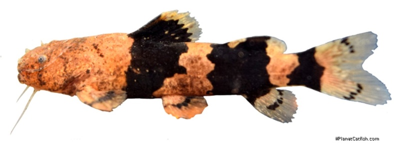 Rhyacoglanis beninei