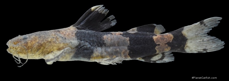 Rhyacoglanis beninei