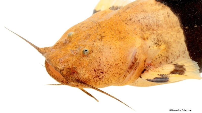 Rhyacoglanis pulcher