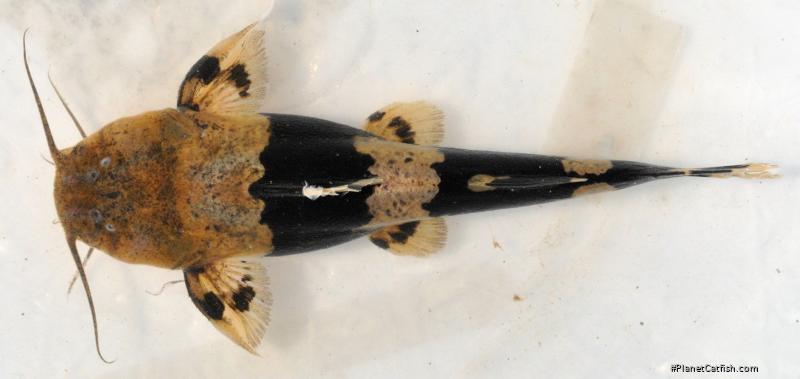 Rhyacoglanis pulcher