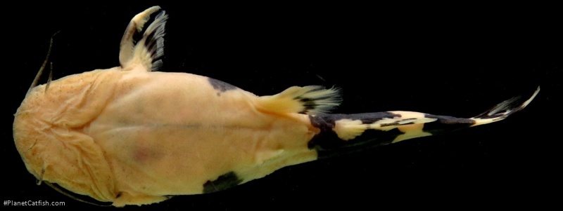 Rhyacoglanis pulcher