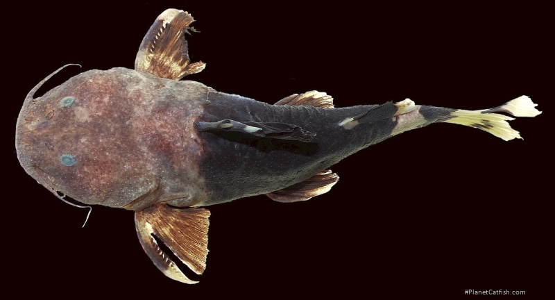 Rhyacoglanis seminiger