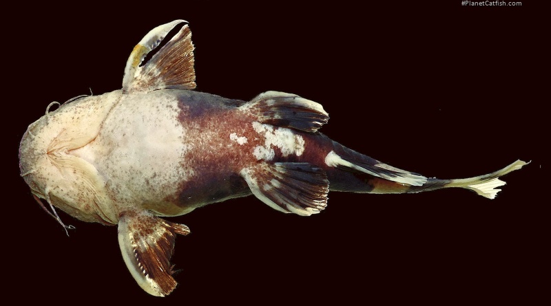 Rhyacoglanis seminiger