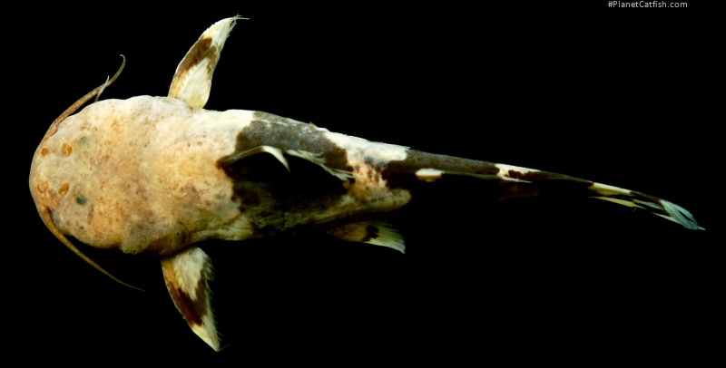 Rhyacoglanis varii