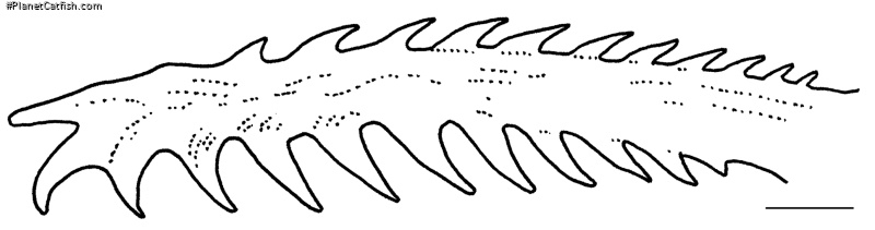 Rhyacoglanis varii