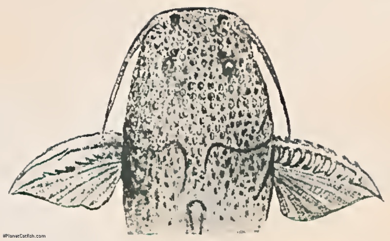 Rhyacoglanis variolosus